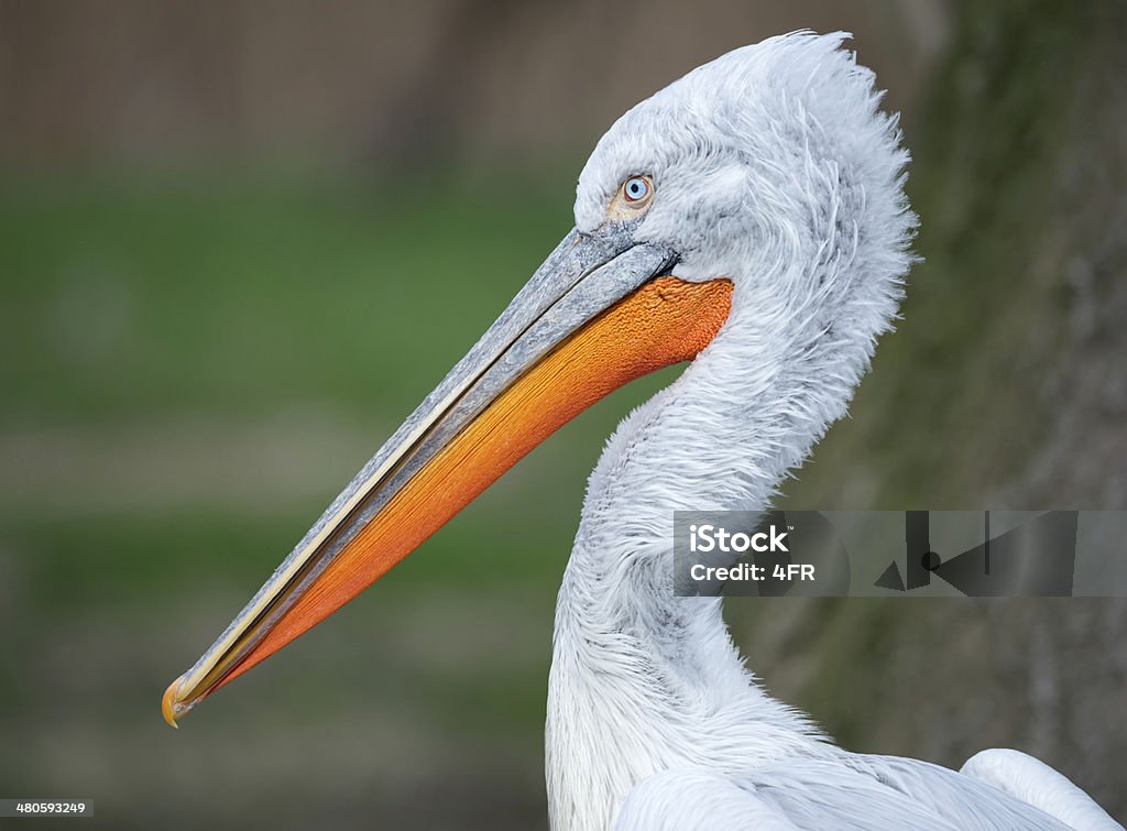 Pelican Portrait - Photo de Espèces en danger libre de droits