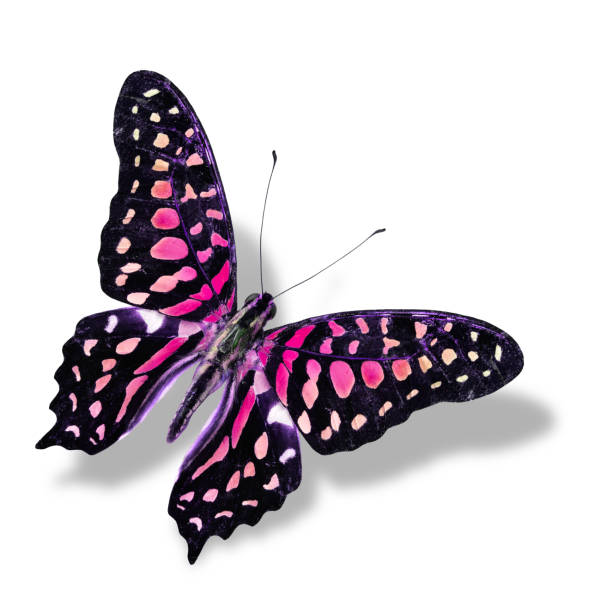istock The Beautiful Pink butterfly flying isolated on white background 480593265