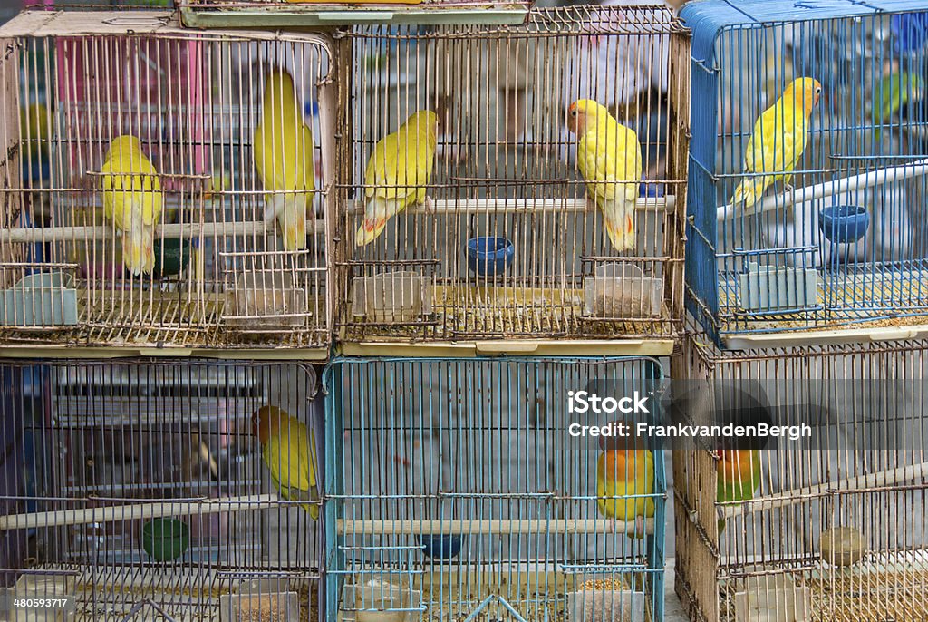Pássaro de Mercado - Royalty-free Animal Foto de stock