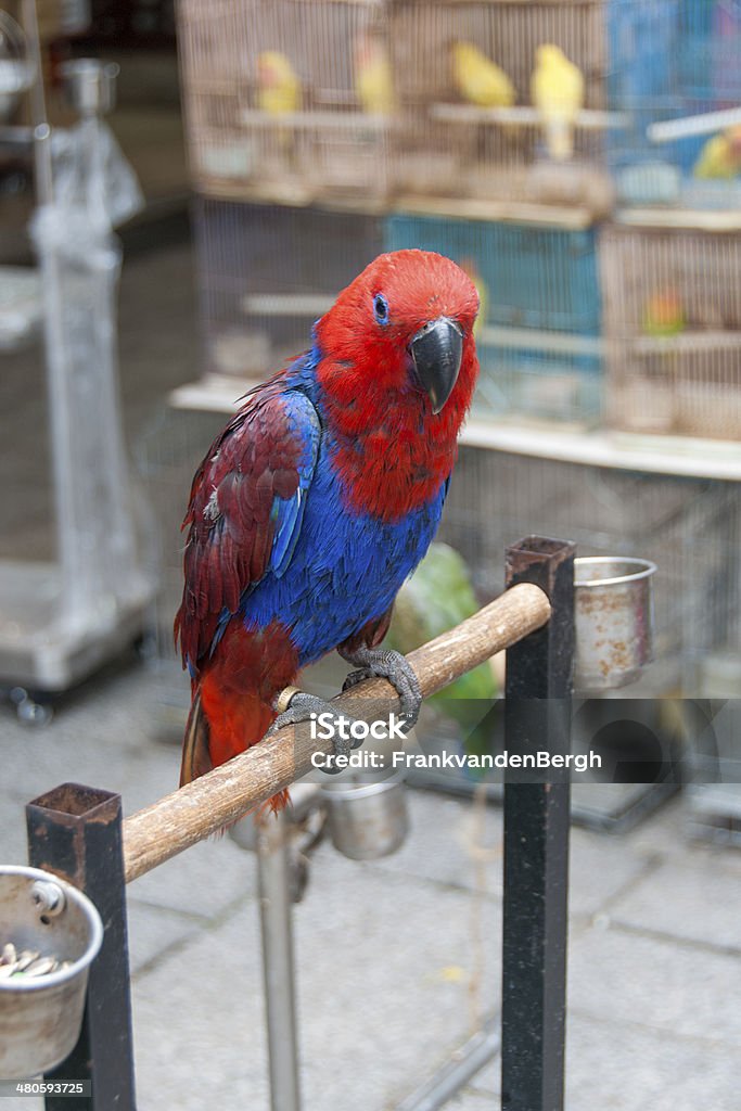 Parrot - Lizenzfrei Asien Stock-Foto
