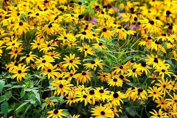 istock Flowers of tropical garden 480593767