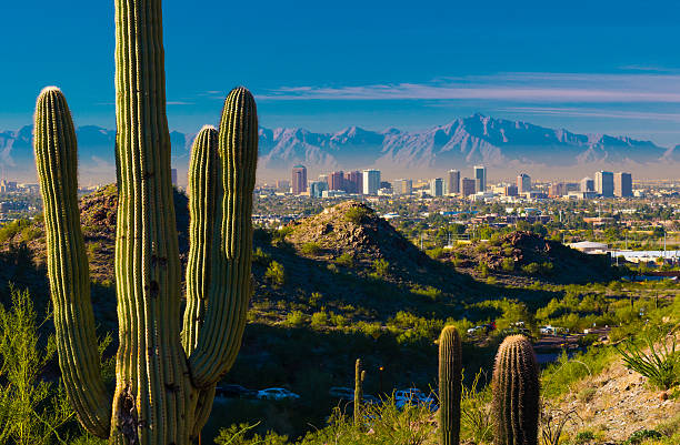 Phoenix skyline and cactuses Midtown Phoenix skyline with several cacti and desert hills in the foreground. phoenix arizona stock pictures, royalty-free photos & images
