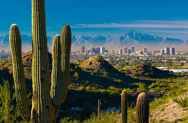 phoenix skyline i cactuses - photography north america cactus plant zdjęcia i obrazy z banku zdjęć