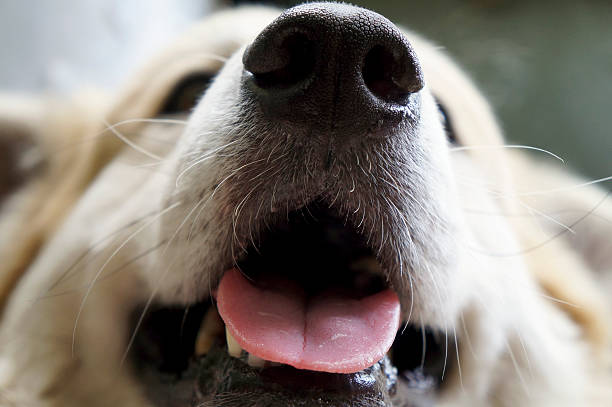 Close up Doggy Nose stock photo