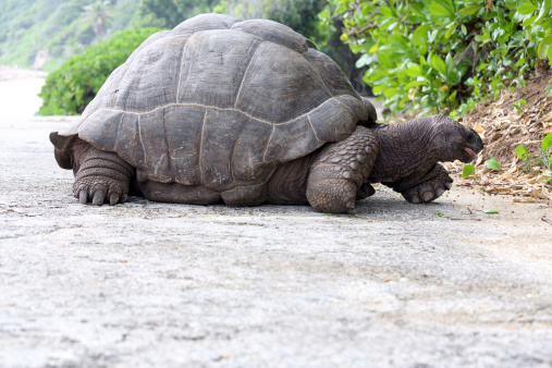 Seychelles Giant Tortoise on La Digue Island, Seychelles