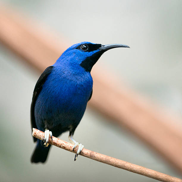 Purpurnaschvogel, Purple Honeycreeper, Cyanerpes Caeruleus. Male. Nikon D800e + 400mm 2.8 - Converted from RAW
