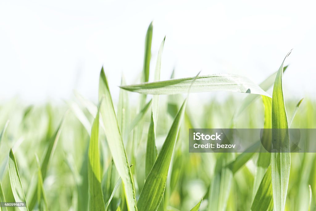 緑の芝生のクローズアップ - Horizonのロイヤリティフリーストックフォト