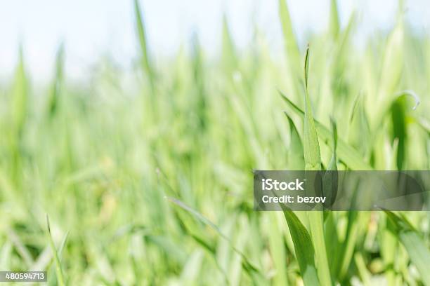 Relva Verde Plano Aproximado - Fotografias de stock e mais imagens de Ajardinado - Ajardinado, Amarelo, Ao Ar Livre