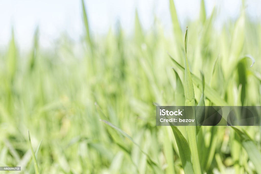 Зеленая трава, крупный план - Стоковые фото Без людей роялти-фри