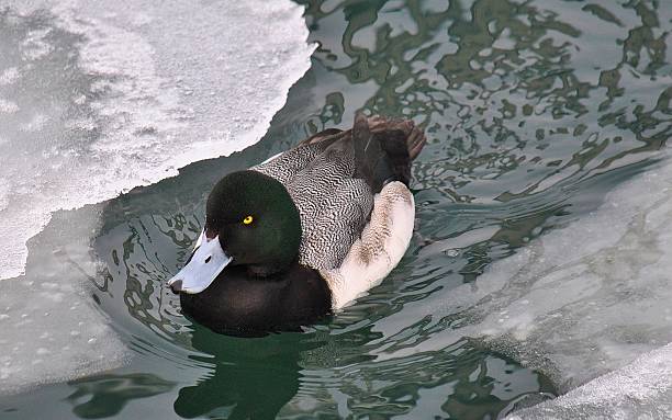 Greater Scaup Drake A Greater Scaup drake photographed on the icy waters of Lake Ontario. greater scaup stock pictures, royalty-free photos & images