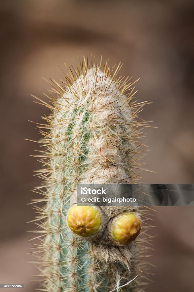 Cactus detail Vegetation from dry areas, weathers. Botany Stock Photo