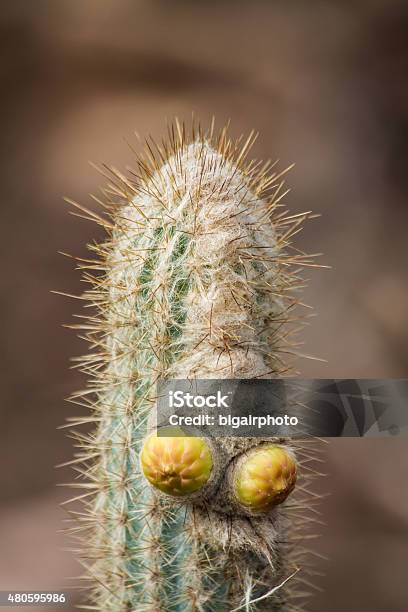 Cactus Detail Stock Photo - Download Image Now - Botany, Cactus, Growth