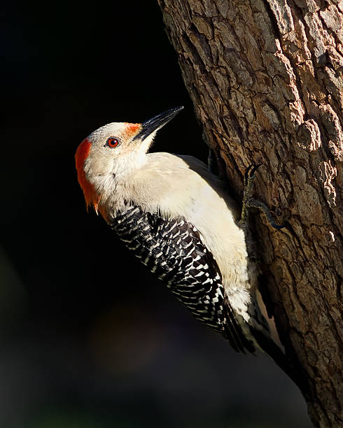 istock Red Bellied WoodPecker 480596753