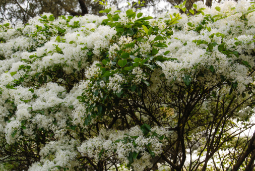 white fleecy blooms on the branches of fringe tree
