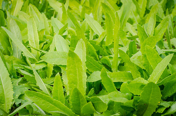 istock Green lettuce  food and vegetable background. 480597759