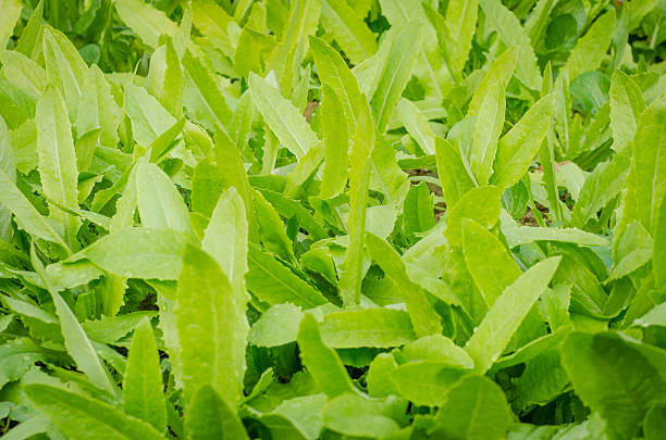 istock Green lettuce  food and vegetable background. 480597761