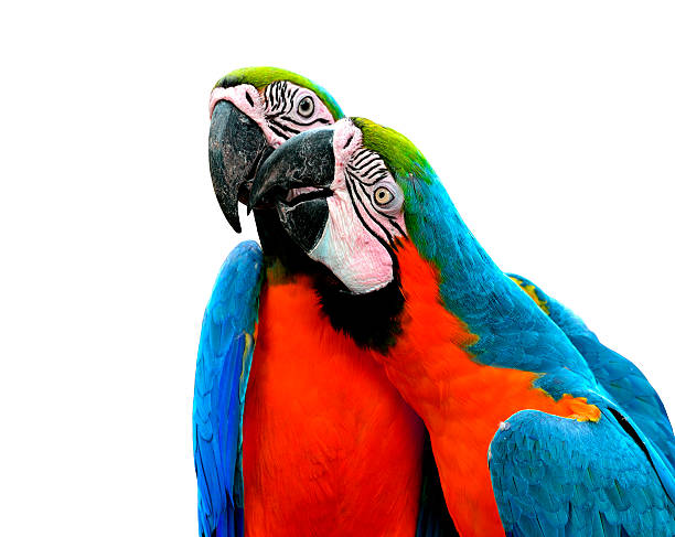 istock Blue and Red macaw birds kissing with love 480598525