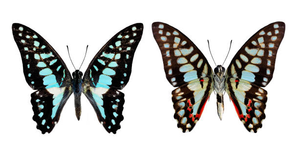 istock Set of Common Jay Butterflyboth ipper and lower wing profile 480598565