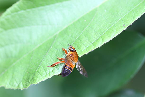 Golden CarpenterBee stock photo