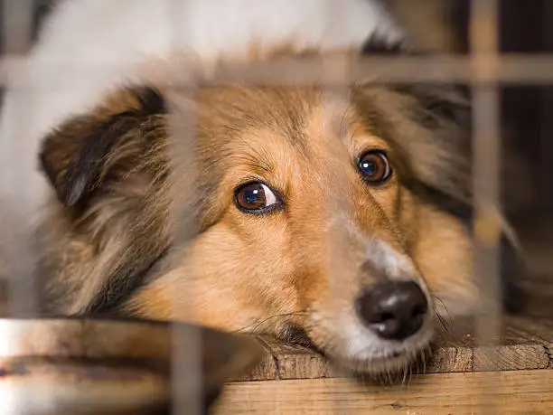 Dog, Shetland sheepdog in cage
