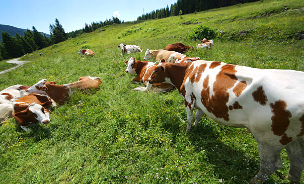 Fish eye photo of a curious Calf