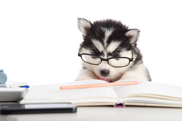 istock Cute siberian husky puppy in glasses working 480599398