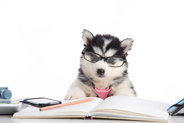 istock Cute siberian husky puppy in glasses working 480599400