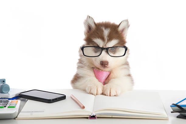 istock Cute siberian husky puppy in glasses working 480599402