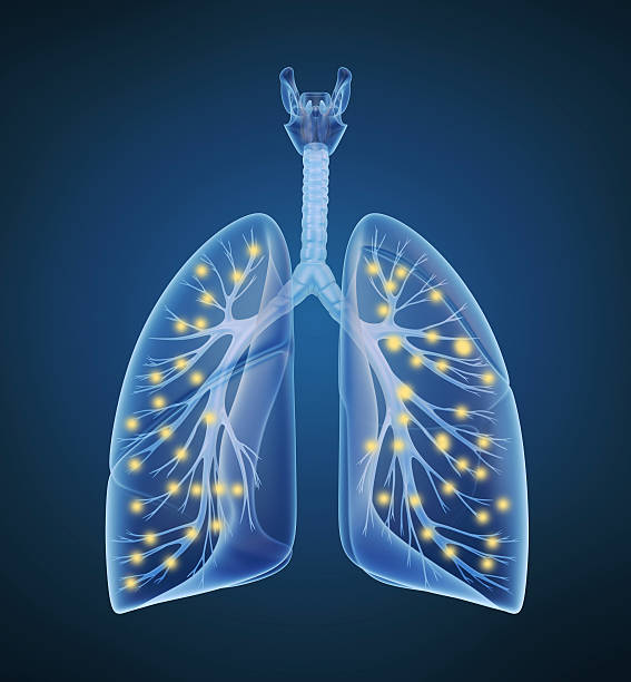 Human lungs and bronchi and oxygen in x-ray view Human lungs and bronchi and oxygen in x-ray view pulmonary artery stock pictures, royalty-free photos & images