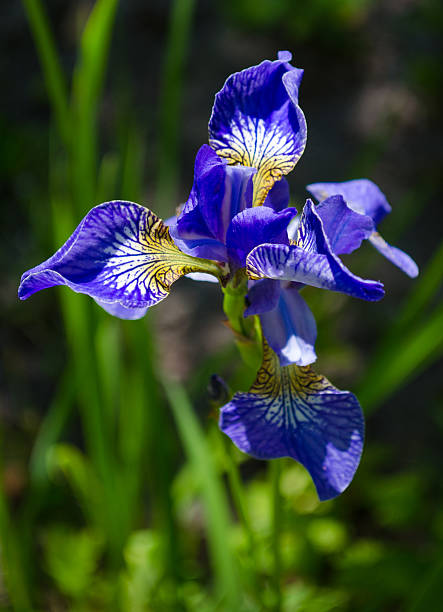 istock Close up of blue iris flowers 480599590