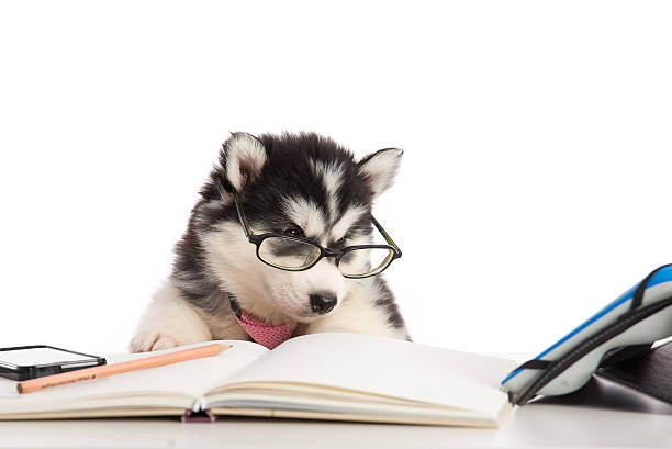 istock Cute siberian husky puppy in glasses working 480599730