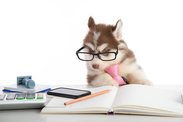 istock Cute siberian husky puppy in glasses working 480599732