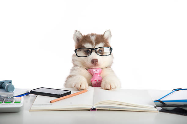 istock Cute siberian husky puppy in glasses working 480599734