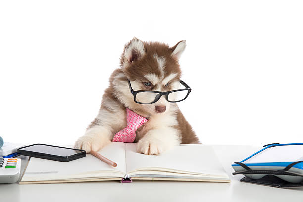 istock Cute siberian husky puppy in glasses working 480599736