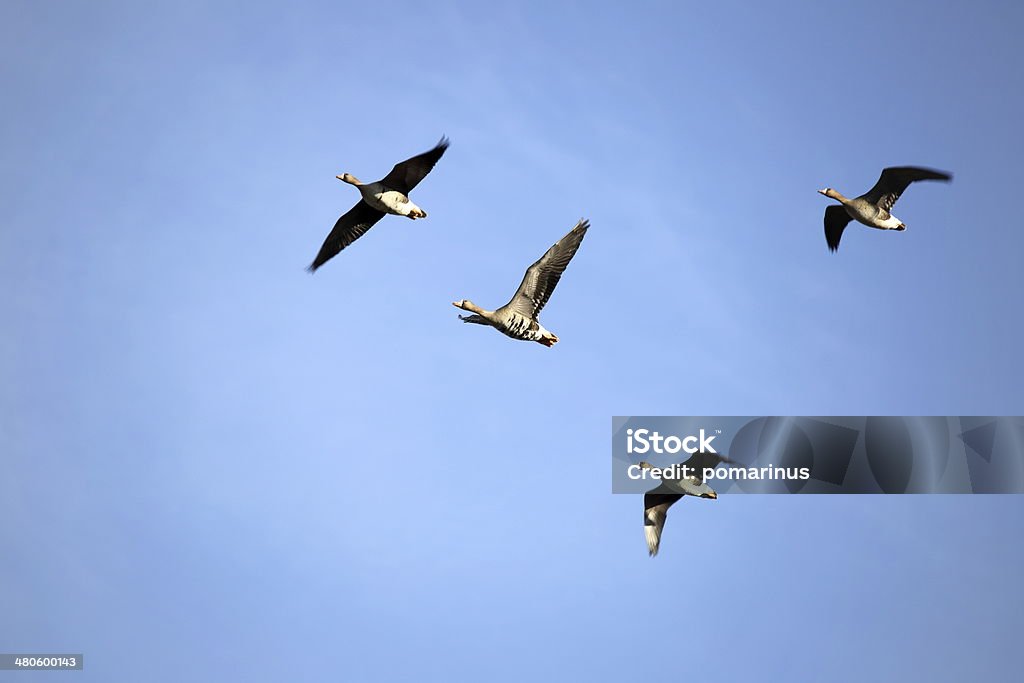 Greater White-fronted Goose Animal Stock Photo