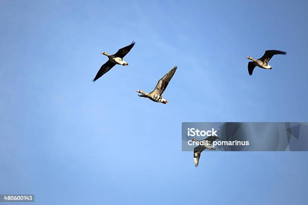 Greater Whitefronted Goose Stock Photo - Download Image Now - Animal, Animal Body Part, Animal Migration