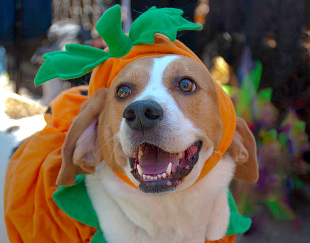 istock Dog Wearing Pumpkin Costume 480600371
