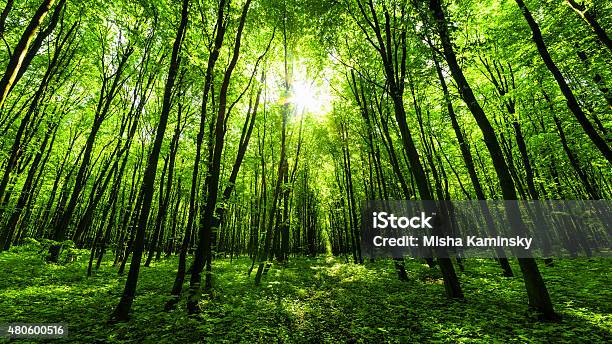 Panorama Of Spring Forest Stock Photo - Download Image Now - 2015, Ancient, April