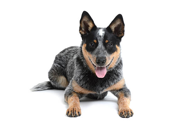 Happy Puppy blue heeler puppy laying on white background australian cattle dog stock pictures, royalty-free photos & images