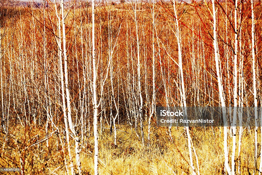 Poplar forêt - Photo de Arbre libre de droits