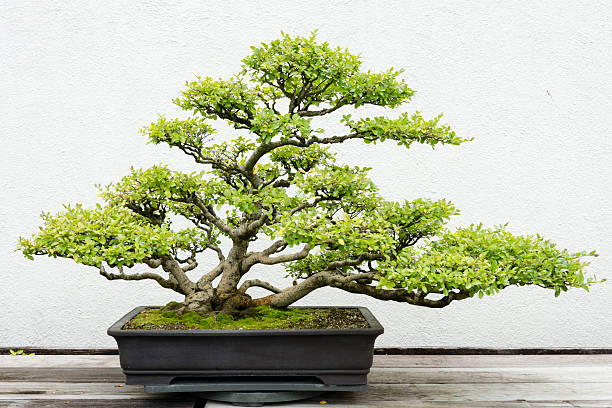 green bonsai pine tree on a white background