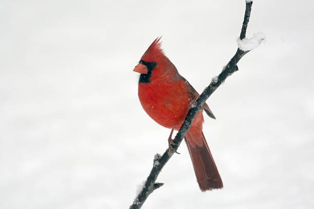 istock Male northern cardinal 480601645