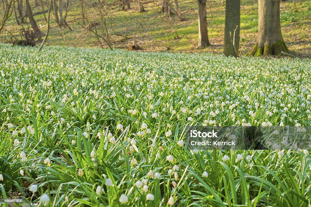 Millions of spring snowflakes in a forest Millions of spring snowflakes in a beech forest in Germany/ Thuringia - in near of the village Hirschroda. Preserve area. Beauty In Nature Stock Photo