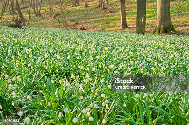 Millions Of Spring Snowflakes In A Forest Stock Photo - Download Image Now - Beauty In Nature, Beech Tree, Blossom