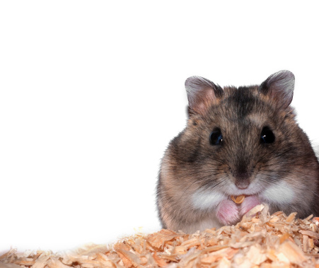 Cute funny syrian hamster eating nuts isolated on white background