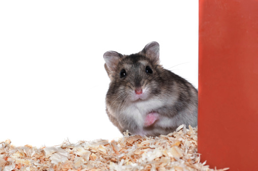 Hamster gnawing running wheel, side view