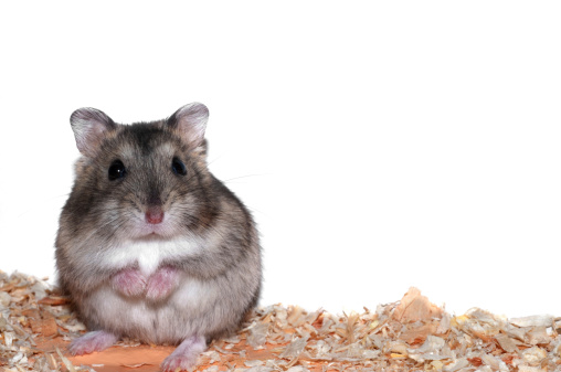 Small hamster eating cheese isolated on white background