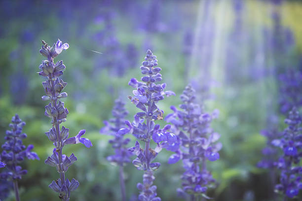 istock Spring blue flowers in the morning 480602864