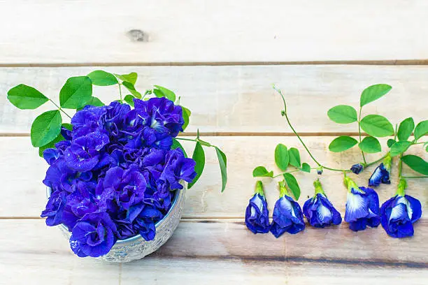 Photo of Butterfly pea flower, Clitoria ternatea