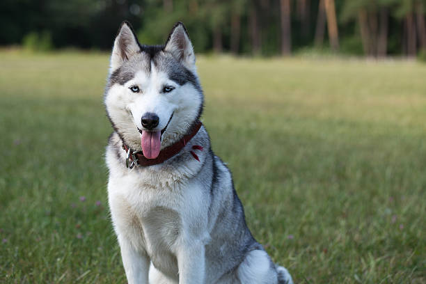 istock Siberian Husky sits in the shade. 480603162